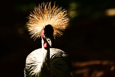 Close-up of grey crowned crane