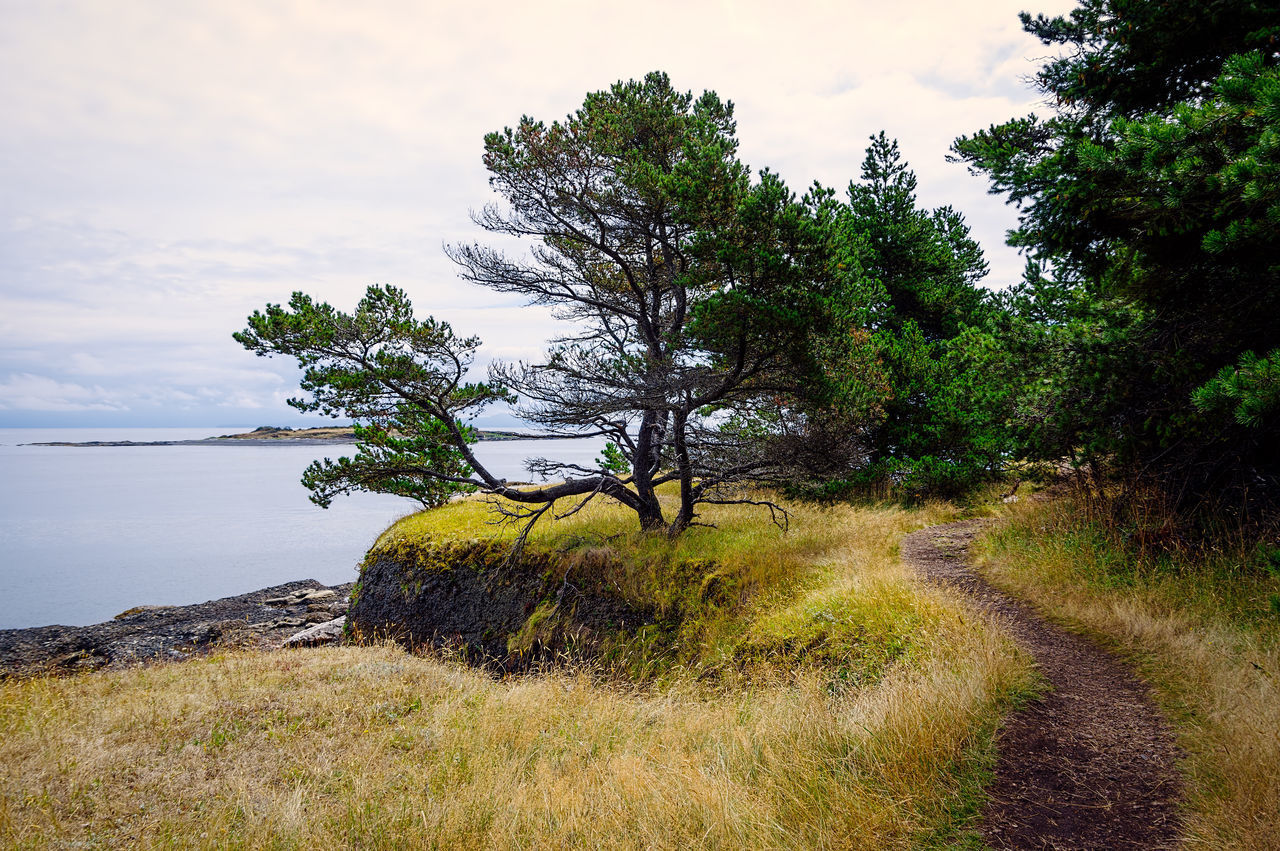 PLANTS GROWING ON LAND