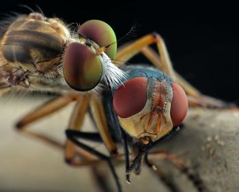 Close-up of fly with prey 