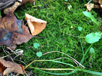 Close-up high angle view of grass