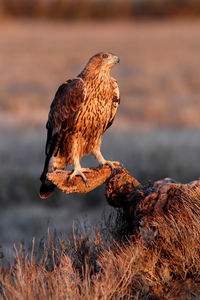 Bird perching on a rock