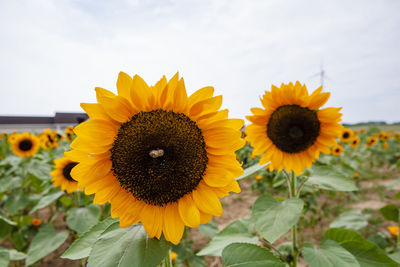 Close-up of sunflower