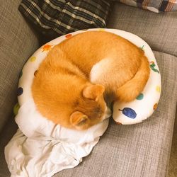 High angle view of ginger cat sleeping on sofa