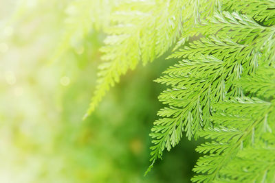 Close-up of pine tree leaves