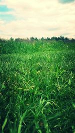 Scenic view of grassy field against sky