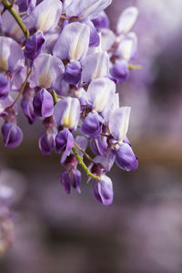 Close-up of purple flowering plant