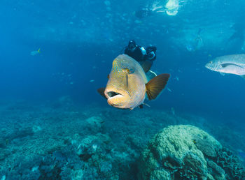 Cheilinus undulatus, maori wrasse humphead fish in australia