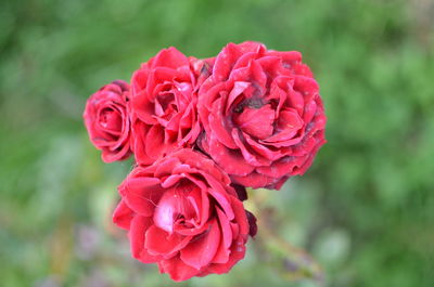 Close-up of wet pink rose blooming in garden