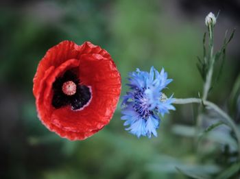 Close-up of red poppy blooming outdoors