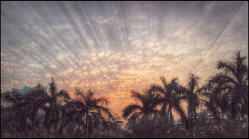 Scenic view of trees against sky at sunset