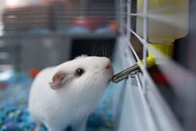 Close-up of a rabbit