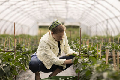 Young woman working as vegetable grower or farmer in a greenhouse