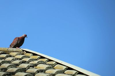 Low angle view of bird perching on roof against clear sky