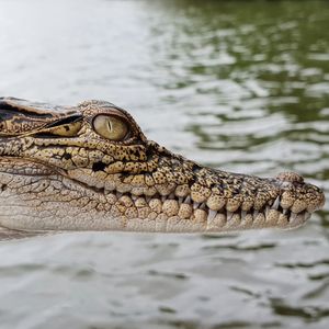 Close-up of lizard on a lake