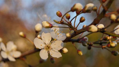 Close-up of cherry blossoms in spring