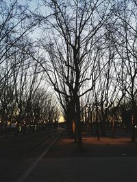 Silhouette of bare trees by the road