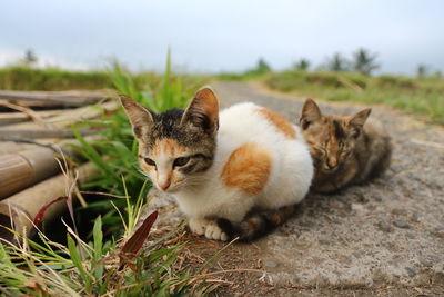 Portrait of cat