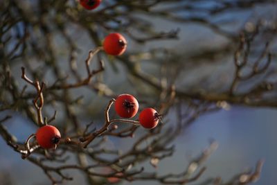 Close-up of red berries growing on tree