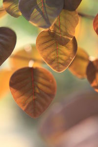 Close-up of plant against sky