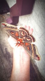 Close-up of hand feeding