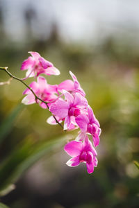 Close-up of pink flowers