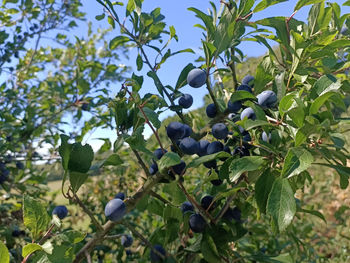 Close-up of fruits growing on tree