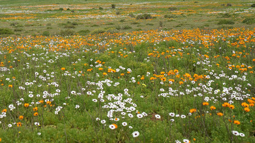 Scenic view of flowering plants on field