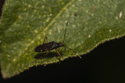 Close-up of insect on leaf