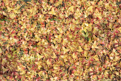 Full frame shot of flowering plants on field