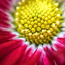 Macro shot of yellow flower