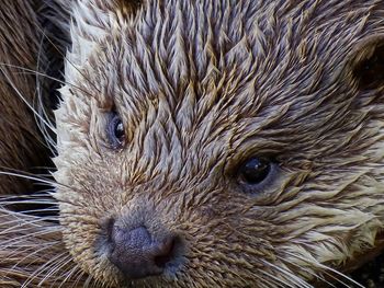 Close-up off an otter