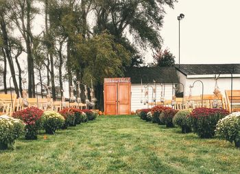 View of lawn in greenhouse