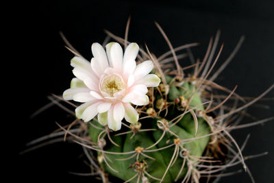 Close-up of succulent plant