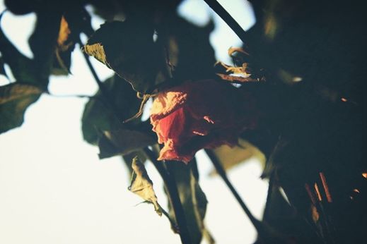 leaf, close-up, growth, focus on foreground, nature, branch, low angle view, leaves, sunlight, season, plant, autumn, tree, silhouette, beauty in nature, outdoors, selective focus, change, fragility, dry