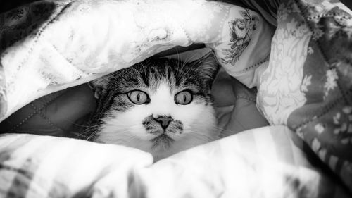 Portrait of cat resting on bed