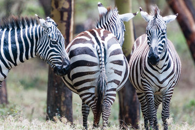 Zebras standing on grassy field in forest