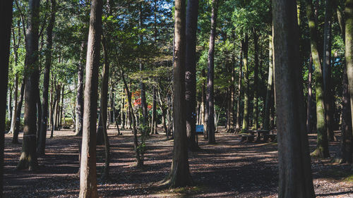 View of trees in forest