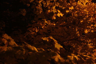 Full frame shot of tree at night