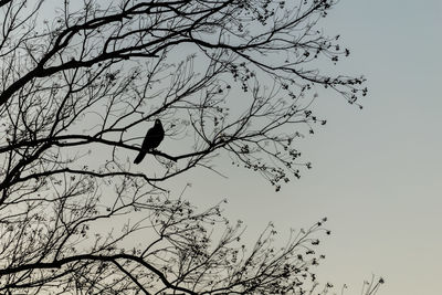 Low angle view of bird perching on bare tree against sky