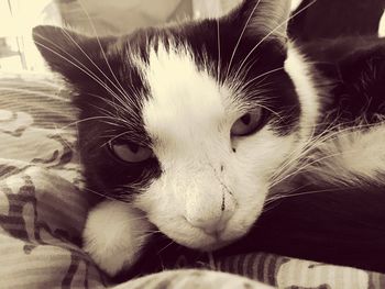 Close-up portrait of a cat