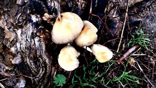 Mushrooms growing in forest