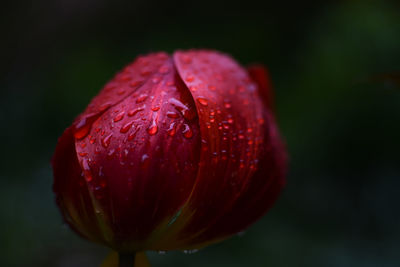 Close-up of water drops on red flower