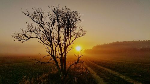 Bare tree on field against sky during sunset