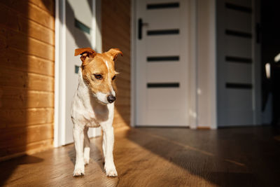 Dogs sitting on floor