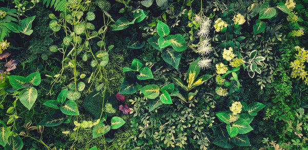 High angle view of flowers growing on field