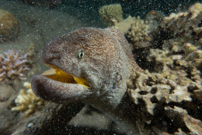 Moray eel mooray lycodontis undulatus in the red sea, eilat israel a.e