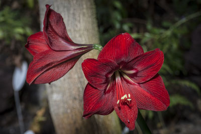 Close-up of red hibiscus blooming outdoors