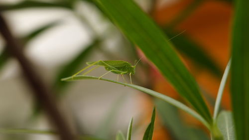 Close-up of insect on plant