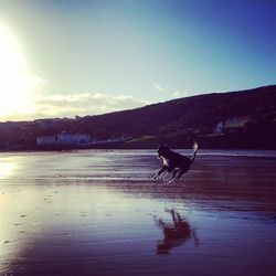 Dog jumping on beach