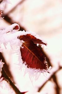 Close-up of snow on tree